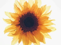 Studiare con metodo e meno fatica